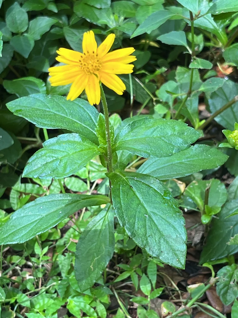 Wedelia Trilobata