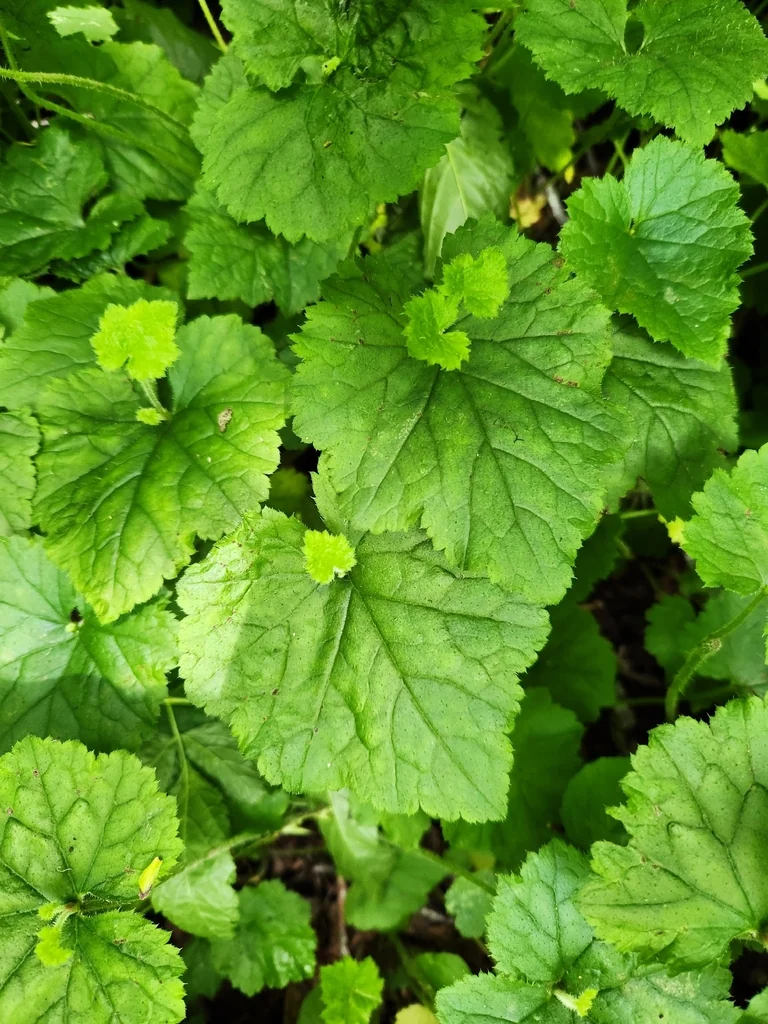 Tolmiea Menziesii
