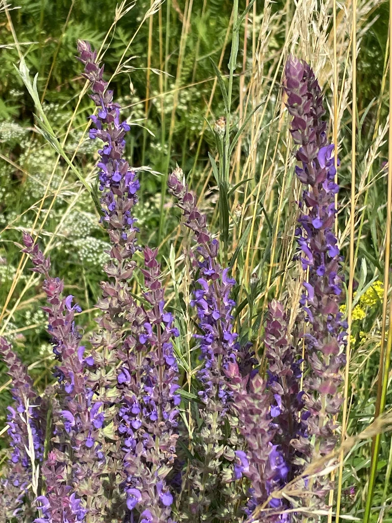 Salvia nemorosa