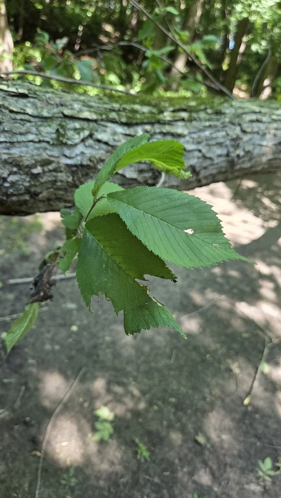 Ulmus Rubra