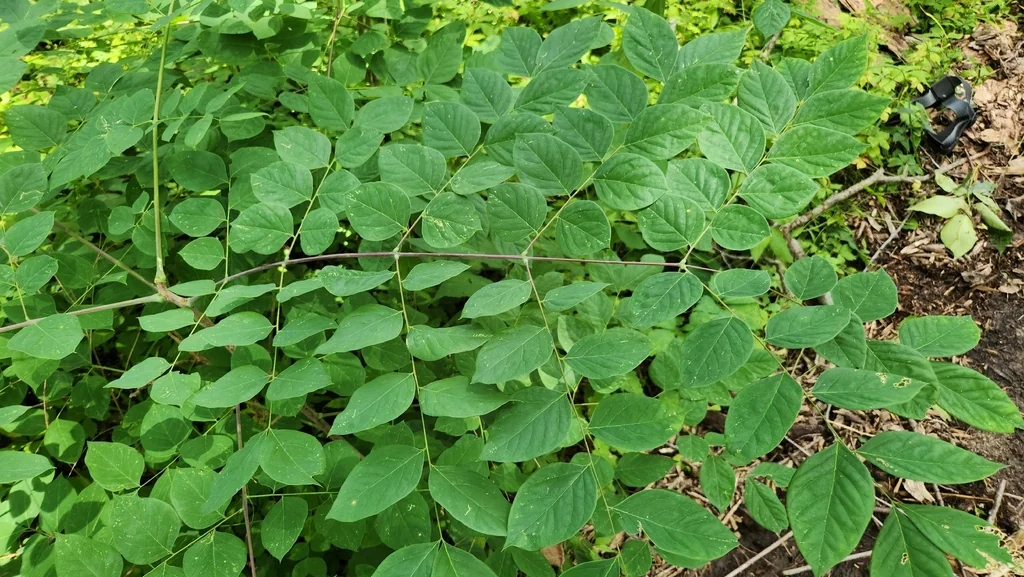 Gymnocladus Dioicus