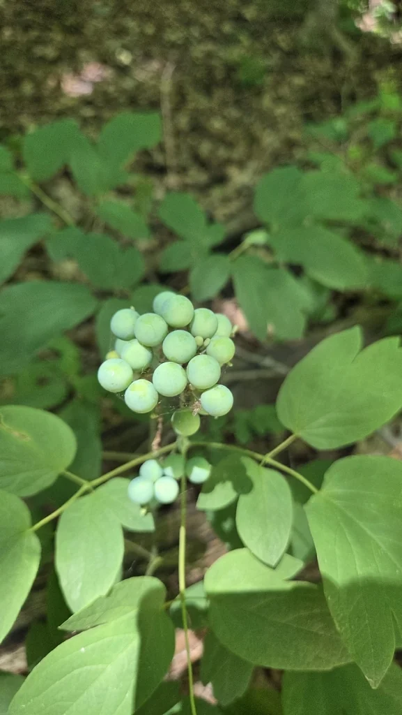 Caulophyllum Thalictroides