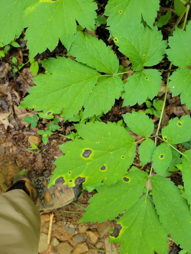 Actaea Racemosa