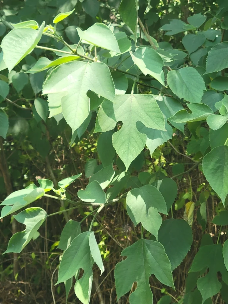 Broussonetia Papyrifera