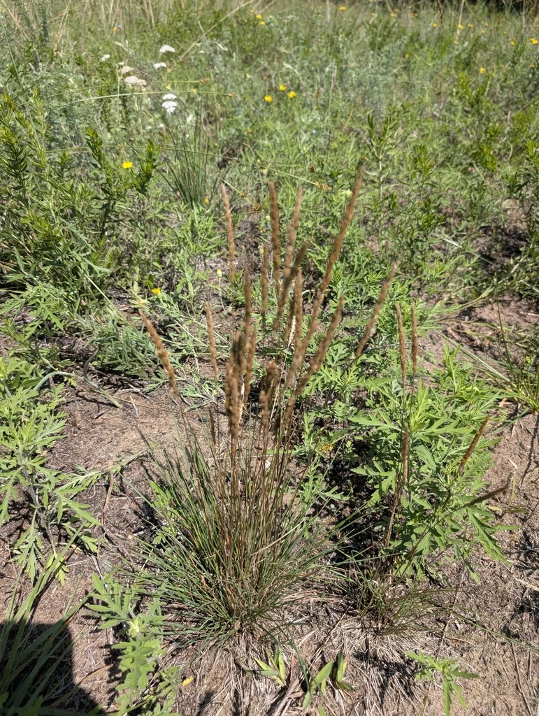 Koeleria Macrantha