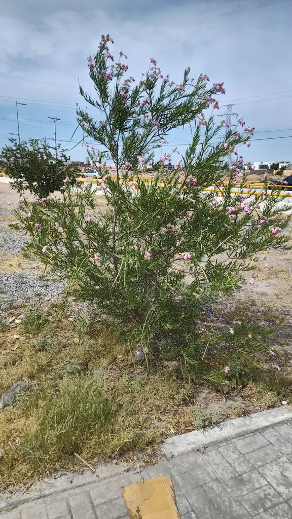 Chilopsis Linearis