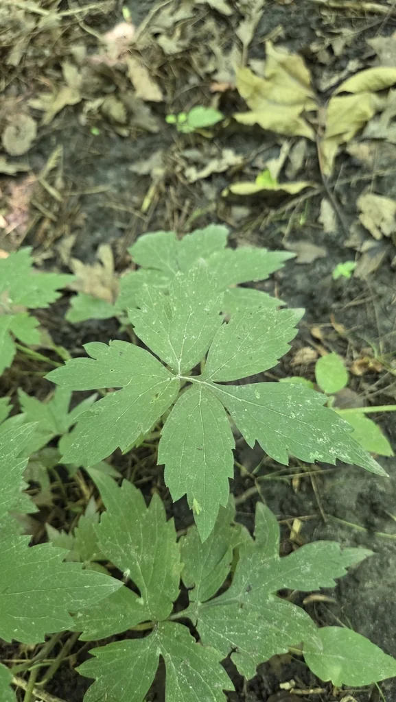 Hydrophyllum Virginianum