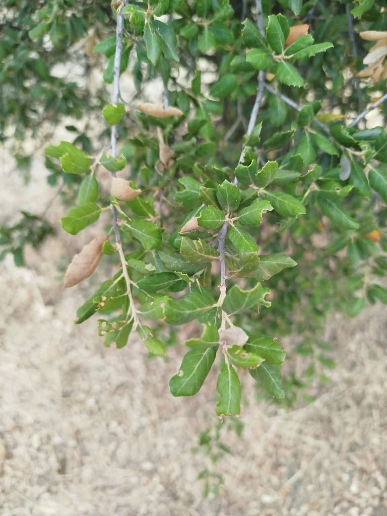 Quercus Suber