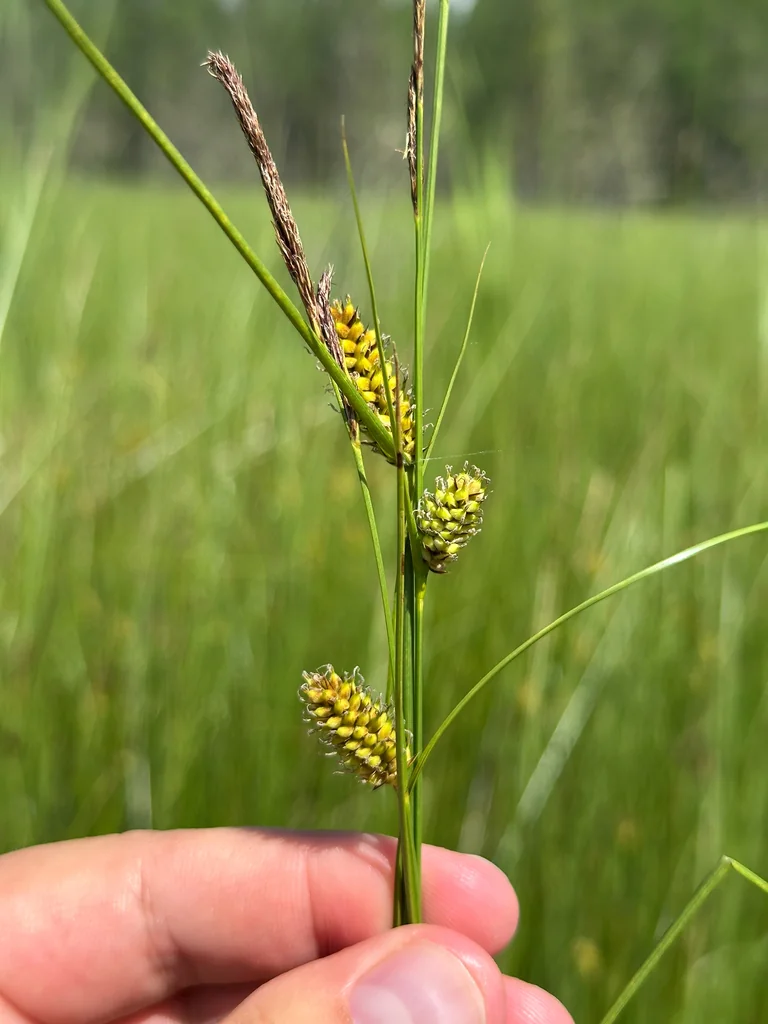Carex Lasiocarpa