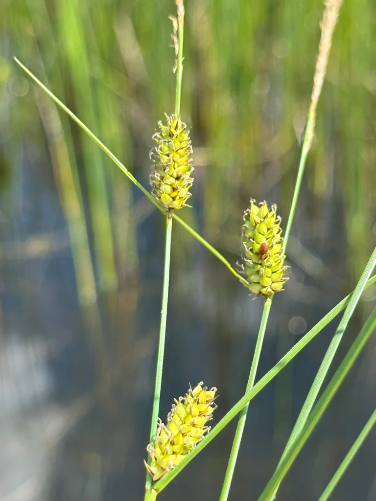 Carex Lasiocarpa