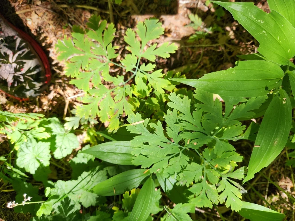 Dicentra Formosa