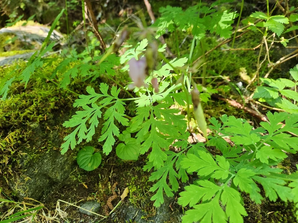 Dicentra Formosa