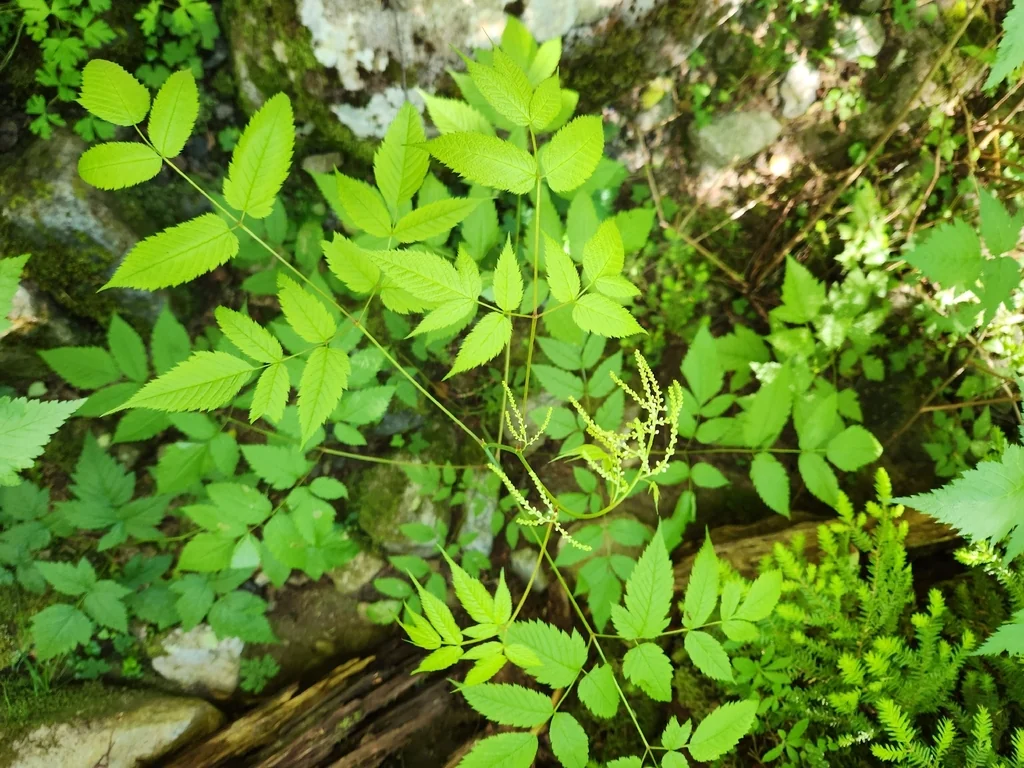 Aruncus Dioicus