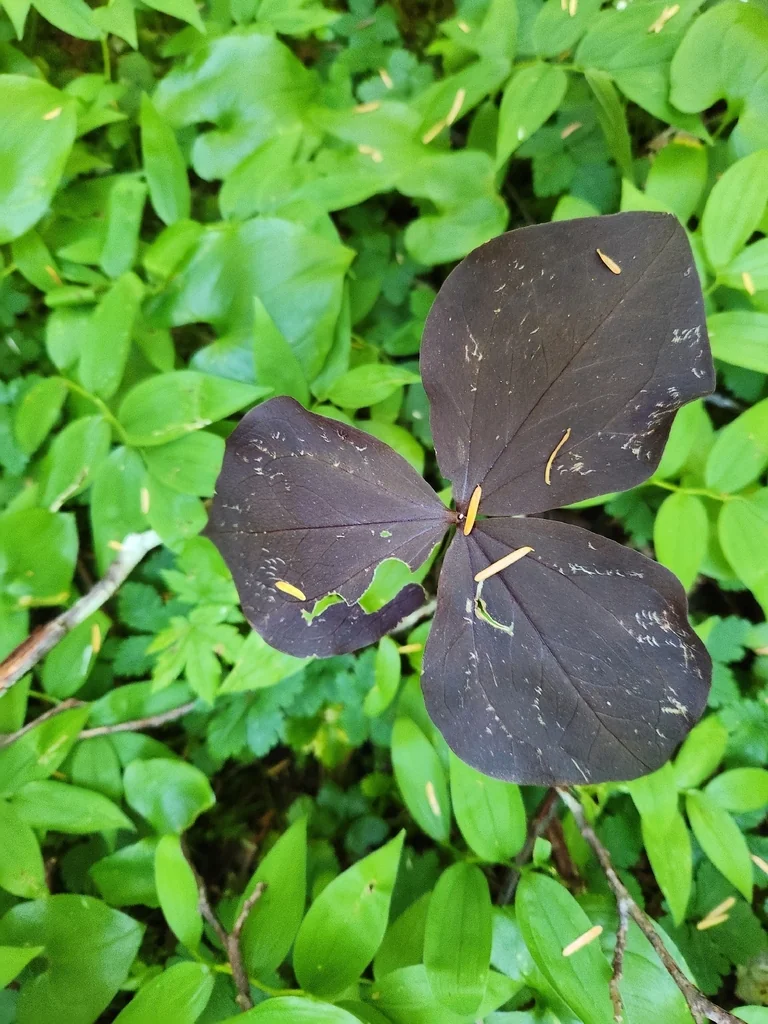 Trillium Ovatum