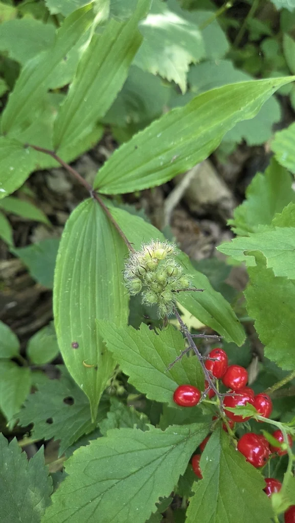 Hydrophyllum Virginianum