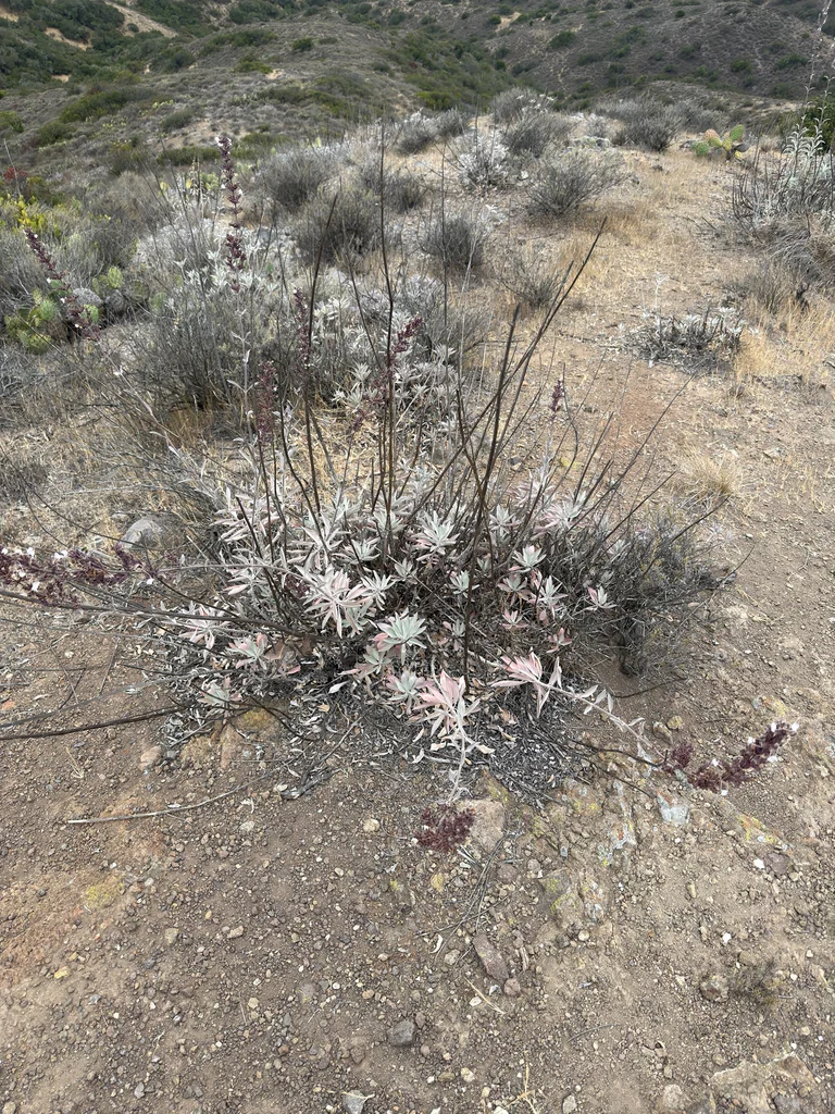 Salvia Apiana