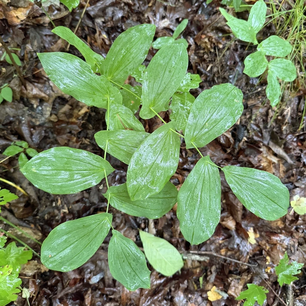 Uvularia grandiflora