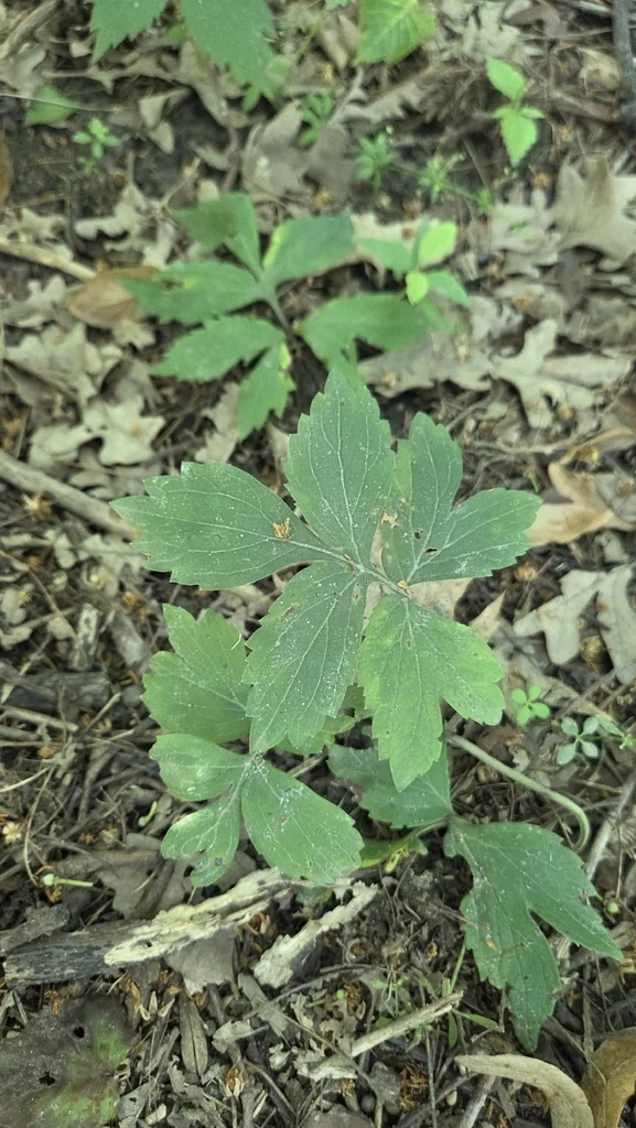 Hydrophyllum Virginianum