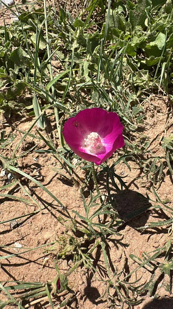 Callirhoe Involucrata