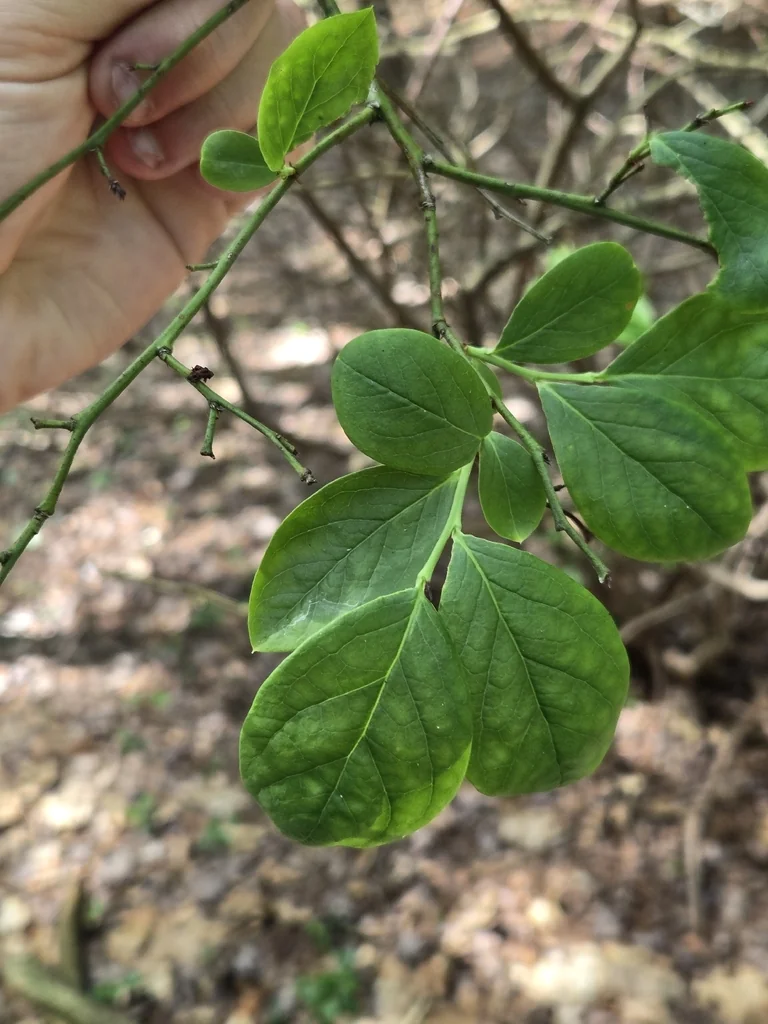 Vaccinium Corymbosum
