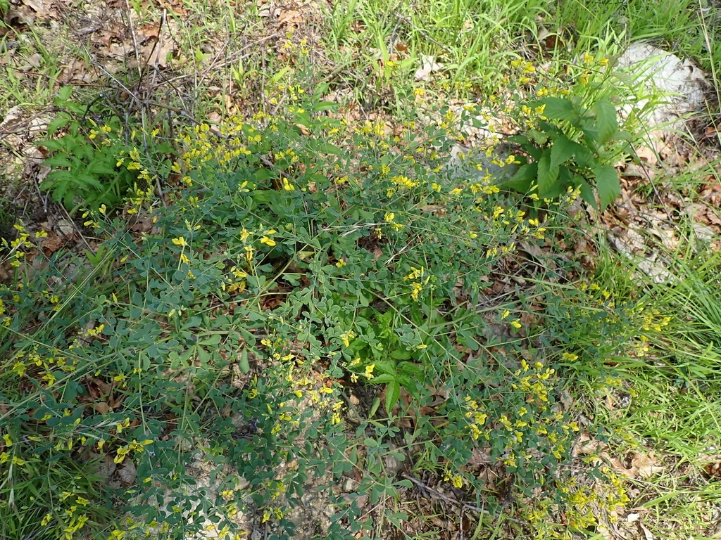 Baptisia Tinctoria