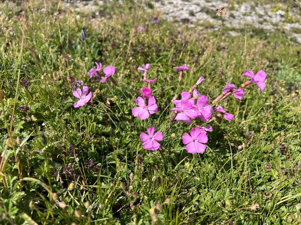 Dianthus Caryophyllus