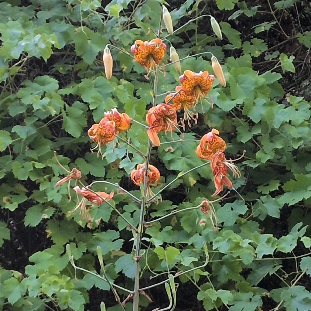 Lilium Humboldtii