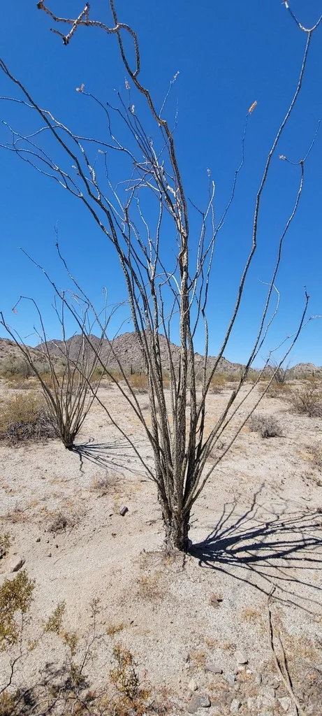 Fouquieria Splendens