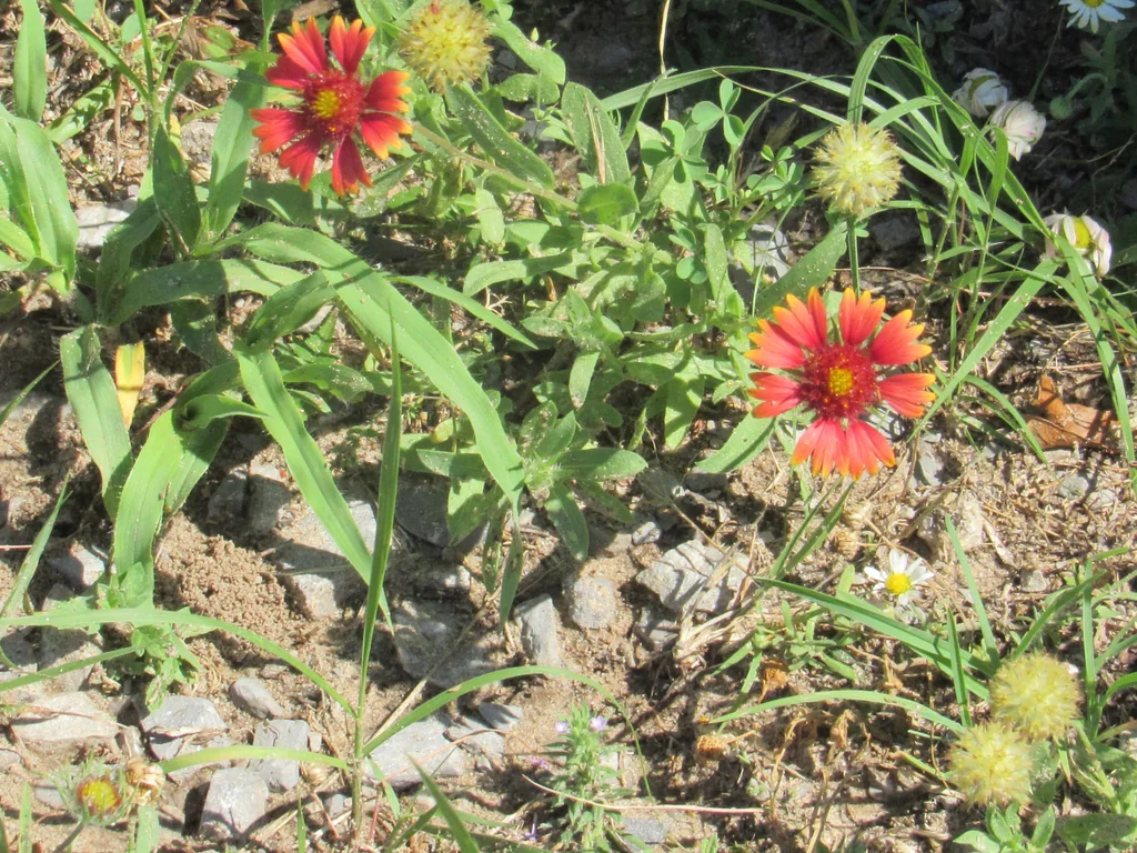 Gaillardia Pulchella