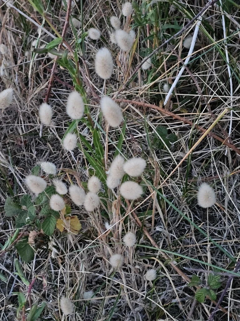 Lagurus Ovatus