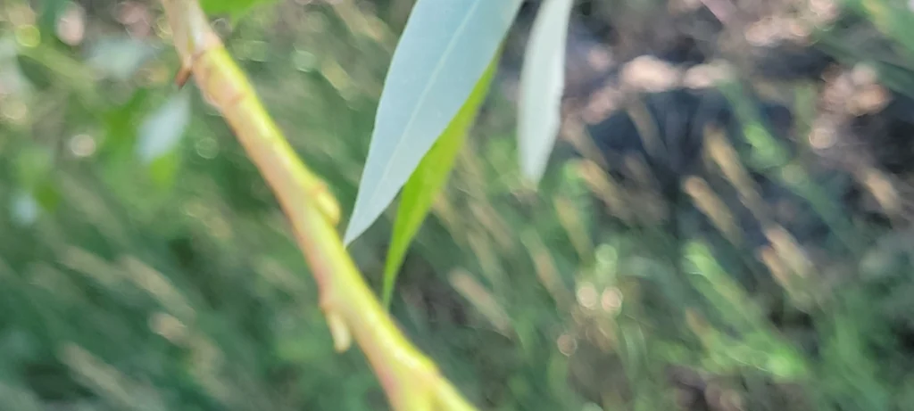 Salix Laevigata