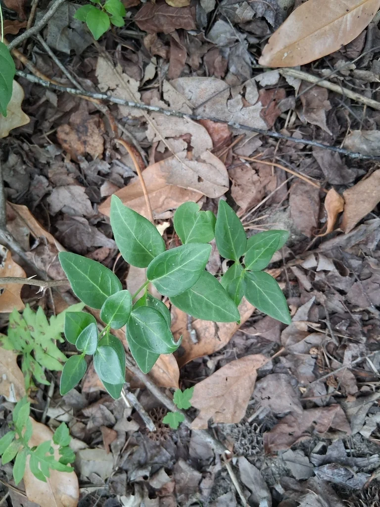 Vinca major