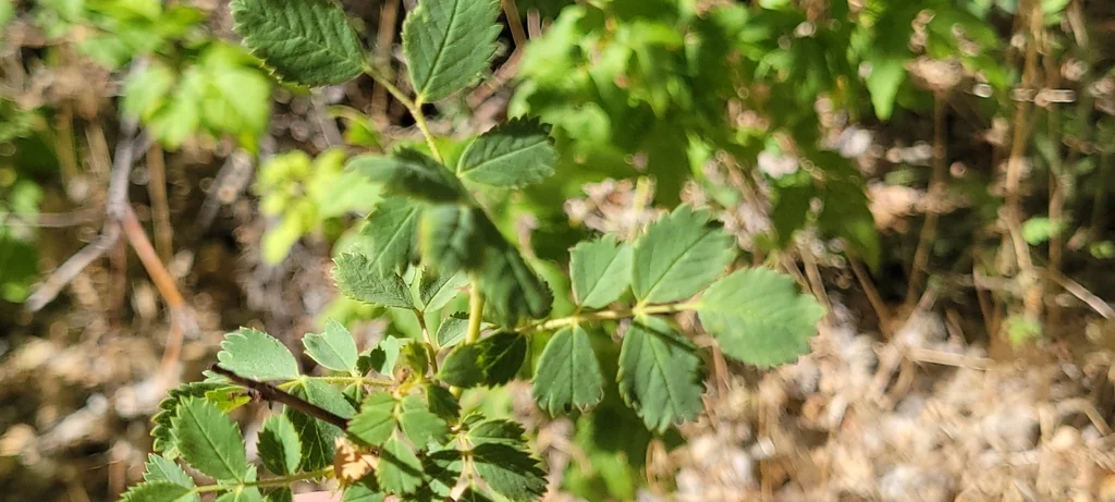 Rosa Woodsii