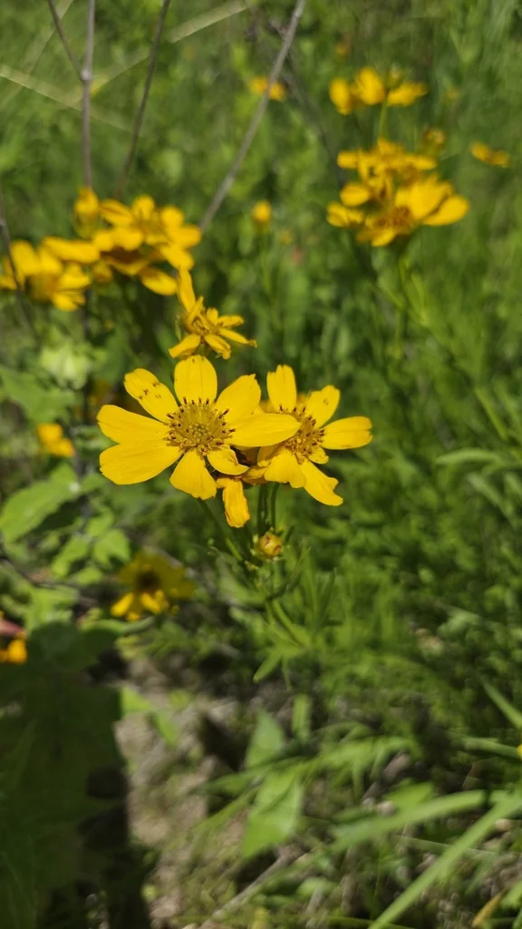 Coreopsis Palmata