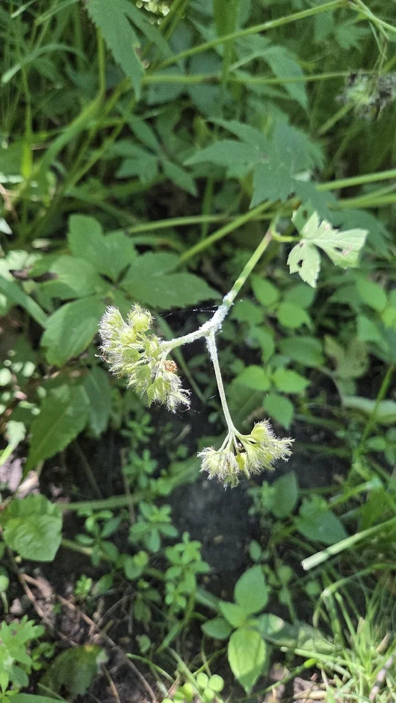 Hydrophyllum Virginianum