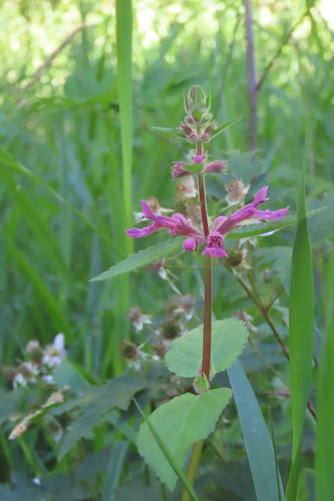 Stachys chamissonis