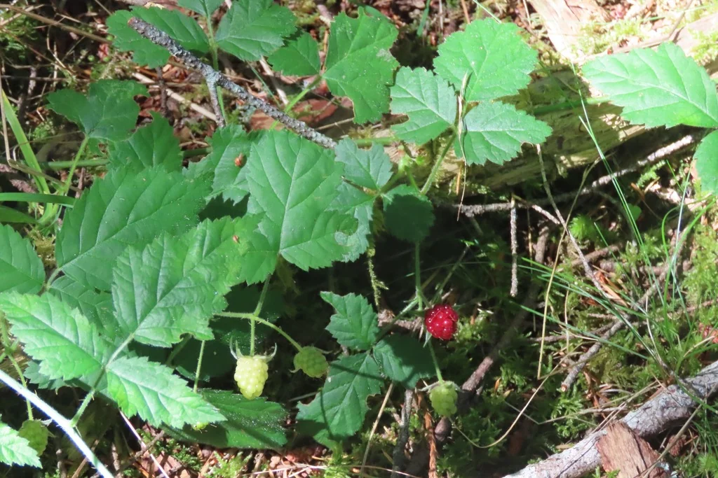 Rubus Ursinus