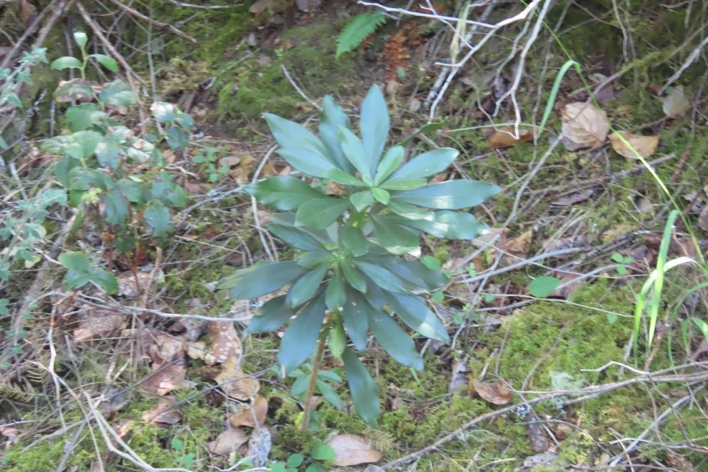 Daphne Laureola