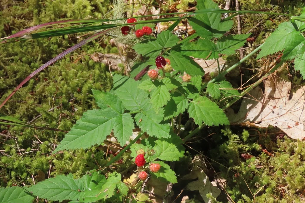Rubus Ursinus