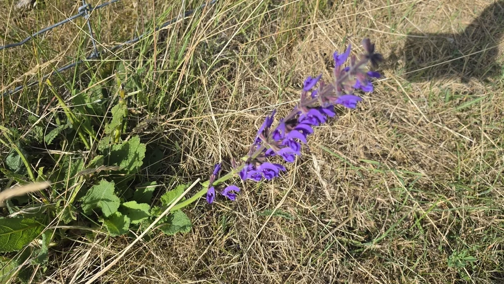 Salvia Pratensis