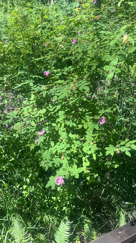 Rosa Nutkana