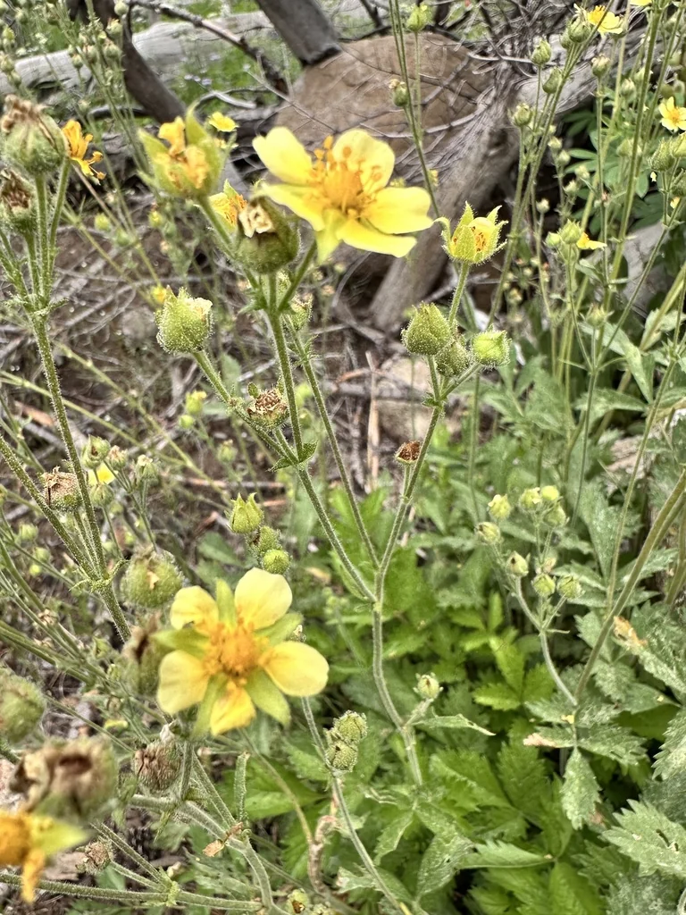 Potentilla Glandulosa