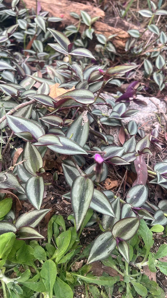 Tradescantia Zebrina