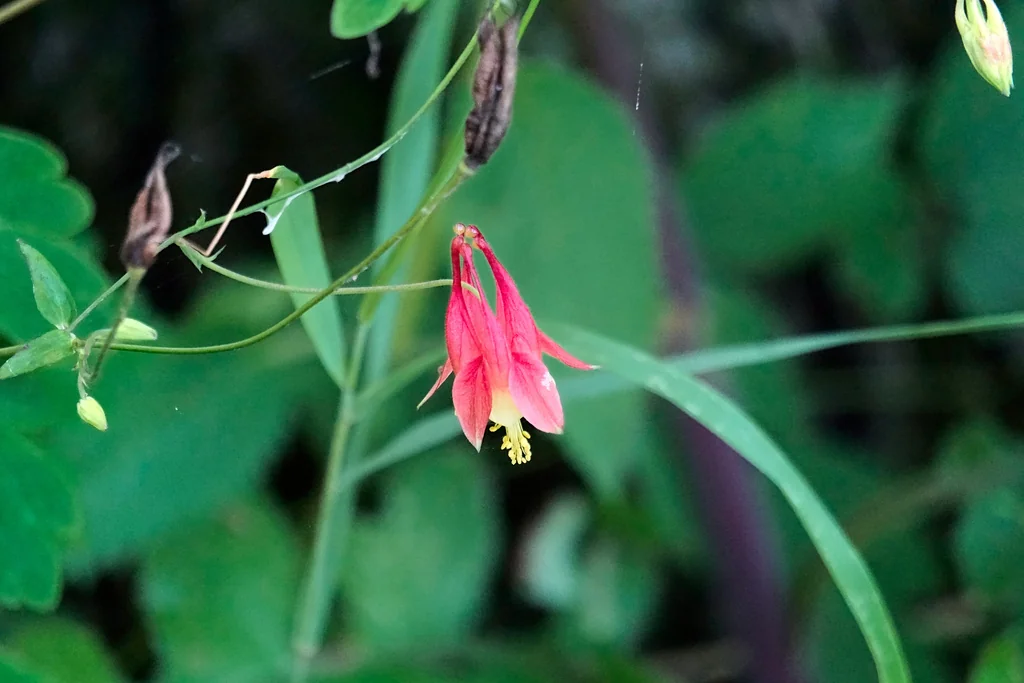 Aquilegia Canadensis