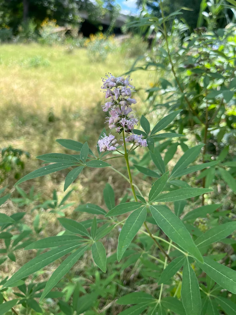 Vitex Agnus-Castus