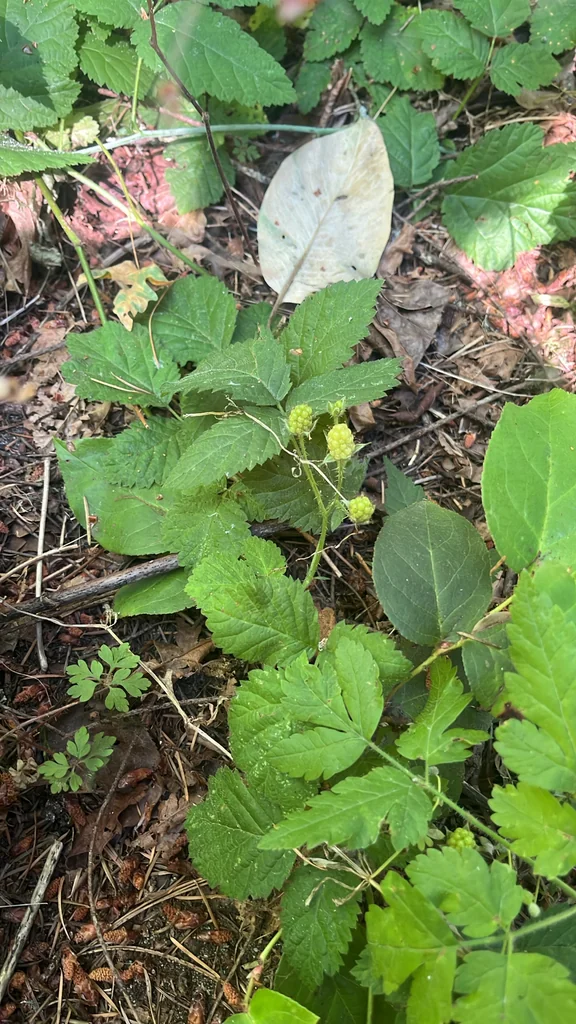 Rubus Ursinus