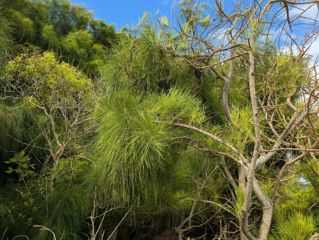 Casuarina Equisetifolia