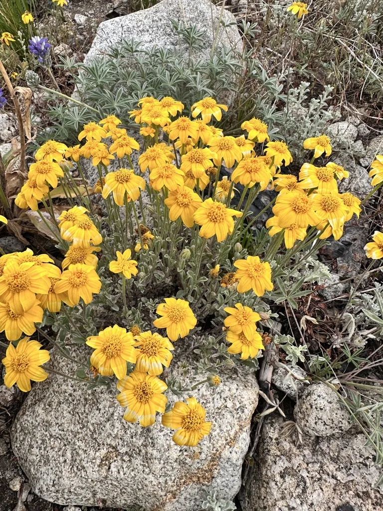 Eriophyllum Lanatum