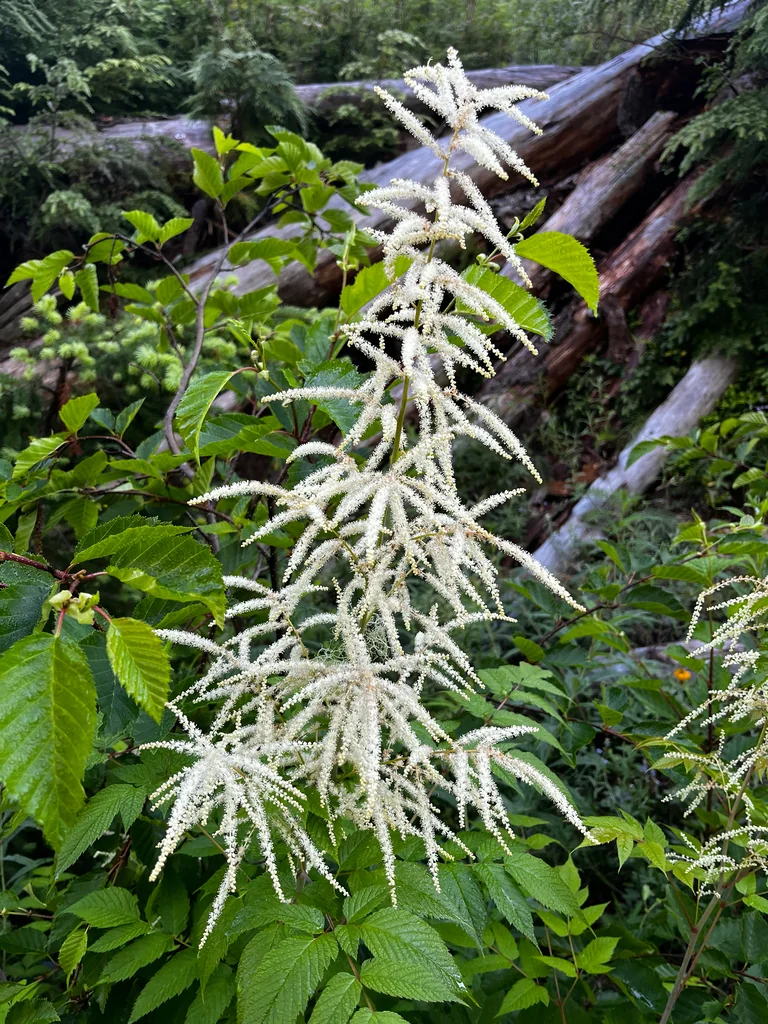Aruncus Dioicus