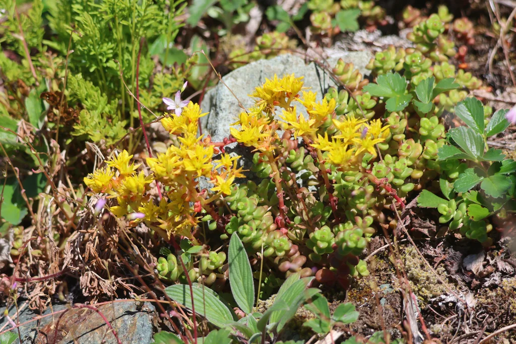 Sedum Divergens